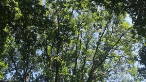 'Barbarism and vandalism': Farmer pleads guilty to destruction of native woodland