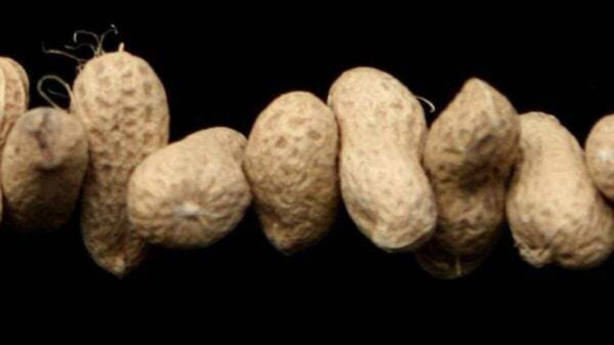 Peanut allergy sufferers warned to avoid mustard after contamination scare