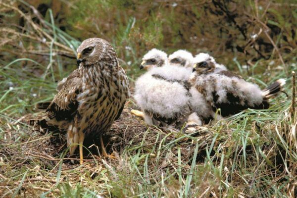 A rare hen harrier with her young
