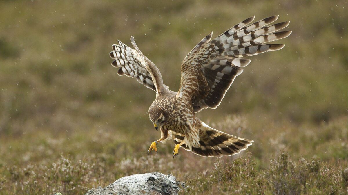 Plan launched to save rare bird of prey