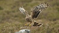 Plan launched to save rare bird of prey