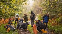 Acorn gathering event at Kildare woods