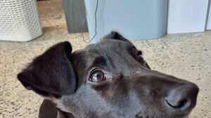 Kildare pet blessing taking place this week