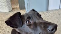 Kildare pet blessing taking place this week