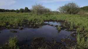 New wetland restoration project opens a call for public participation New wetland restoration project opens a call for public participation