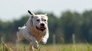 Staffordshire bull terrier attack in South Kildare