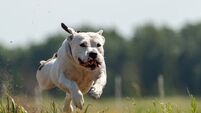 Staffordshire bull terrier attack in South Kildare