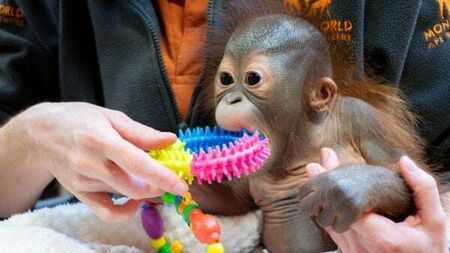 Baby orangutan born in Dublin Zoo is moved to monkey sanctuary in England