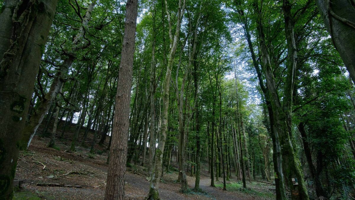 Man acquitted of indecent act near Kildare/Wicklow border 
