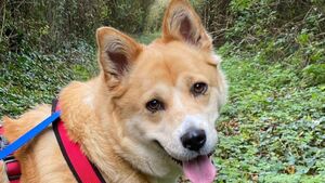 Kildare Rescue Tails: Lotus is ready for walkies!
