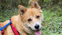 Kildare Rescue Tails: Lotus is ready for walkies!