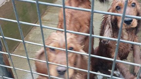 Couple who operated Cork puppy farm facing fines and costs of more than €20,000