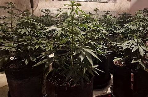 Two people arrested after over €100,000 of cannabis seized in Cavan ...