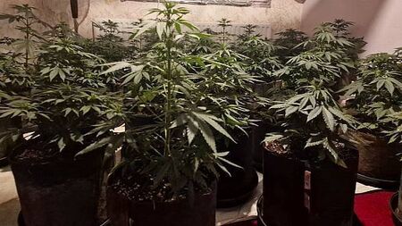 Two people arrested after over €100,000 of cannabis seized in Cavan