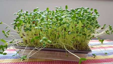 Living Greener: Sprouts — nature's fast food!