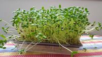 Living Greener: Sprouts — nature's fast food!