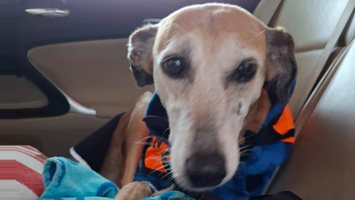Kildare Rescue Tails: Help Autumn turn a new leaf