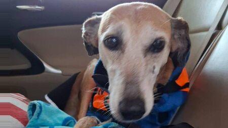 Kildare Rescue Tails: Help Autumn turn a new leaf