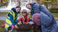 Kildare goes Lilywhite with thousands of flowers to be planted next year