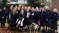 Kildare Rescue Tails: Charity receives grant of over €60,000