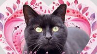 Kildare Rescue Tails: Last shelter open day this weekend