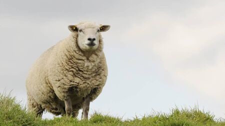 Sheep droppings stressing Curragh residents