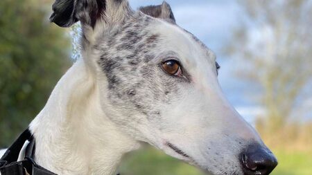 Kildare Rescue Tails: Chico would love a home before Christmas