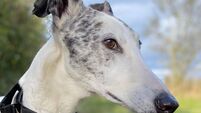 Kildare Rescue Tails: Chico would love a home before Christmas