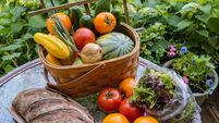 Living Greener: Communities should bypass the supermarkets and buy straight from farmers