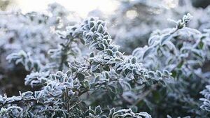 Status yellow low temperature warning issued for 19 counties