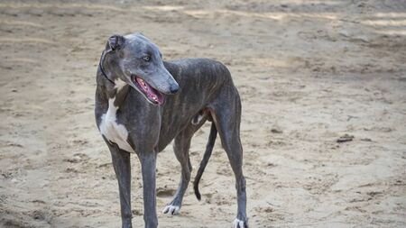 Dog bit passerby in Athy, court hears