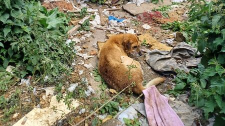 Kildare woman receives €2,000 fine for 'horrendous' treatment of labrador