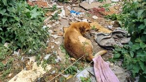 Kildare woman receives €2,000 fine for 'horrendous' treatment of labrador