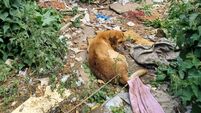 Kildare woman receives €2,000 fine for 'horrendous' treatment of labrador