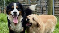 KWWSPCA rehomes hundreds of dogs in '24