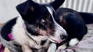 Kildare Rescue Tails: Happy end of year for Tony