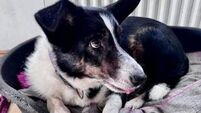 Kildare Rescue Tails: Happy end of year for Tony