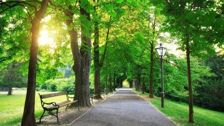 Kildare Co Council should make five-year plan for tree work