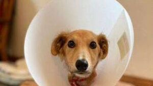 Kildare Rescue Tails: unfortunate post Christmas trend continues