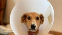 Kildare Rescue Tails: unfortunate post Christmas trend continues
