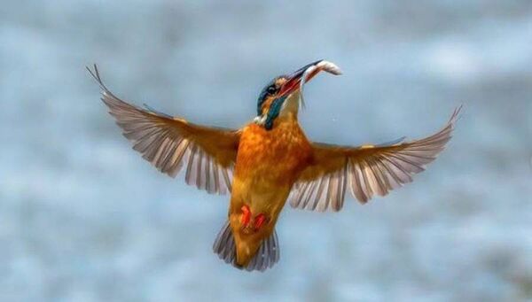 Overall Photographer of the Year Ned Mahon's photo of a Kingfisher catching a fish on the Barrow which was part of his award winning submission Overall Photographer of the Year Ned Mahon's photo of a Kingfisher catching a fish on the Barrow which was part of his award winning submission