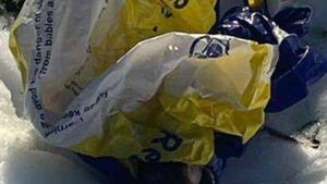 Newborn puppies killed and left by roadside 