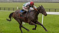 Lawlor's of Naas Novice Hurdle winner among a galaxy of stars set for Dublin Racing Festival