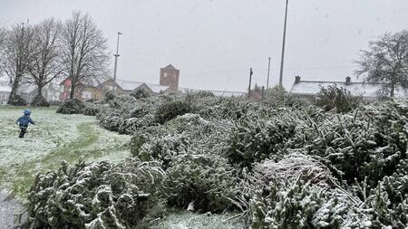 Dispose your Christmas tree in Kildare