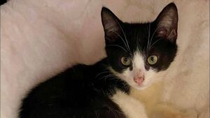 Kildare Rescue Tails: Cats surrendered to shelter due to housing issues
