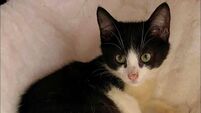Kildare Rescue Tails: Cats surrendered to shelter due to housing issues