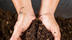 Living Greener: Waste does not exist in nature