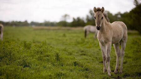Dead foal dumped in Kildare