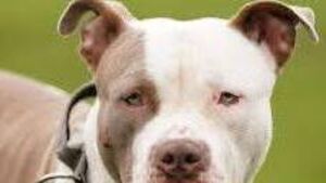 Kildare Rescue Tails: XL Bully exemption date looming