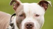 Kildare Rescue Tails: XL Bully exemption date looming